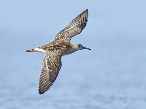 Ruff (Calidris Pugnax)