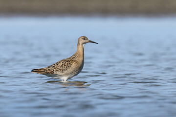 Fototapeta premium Ruff (Calidris pugnax)