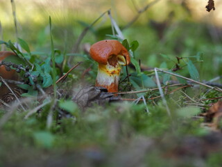 mushroom in the forest