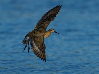 Ruff (Calidris pugnax)