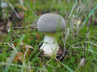 mushroom in the grass