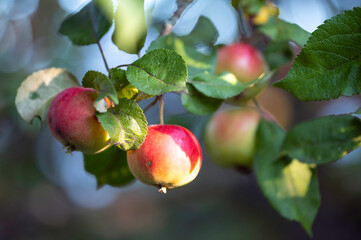 Red apples on a branch. Finland