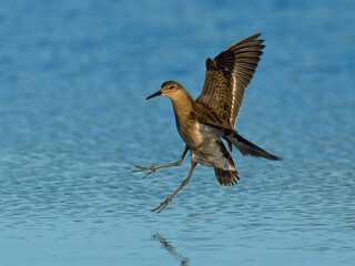 Ruff (Calidris pugnax)