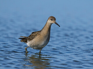Ruff (Calidris pugnax)
