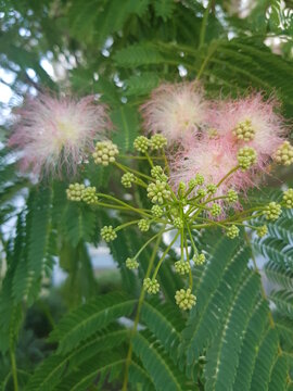 Lankaran acacia