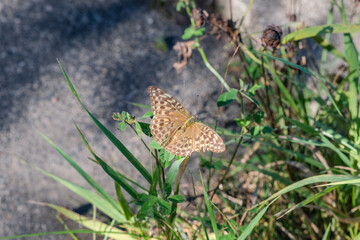 屈斜路湖の蝶々
