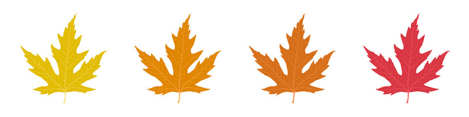 Naklejka premium Set of maple leaves. Vector yellowed maple leaves. Clipart isolated on white background.