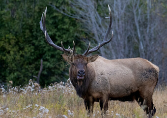 Naklejka na ściany i meble Bull elk in Rocky Mountain National Park