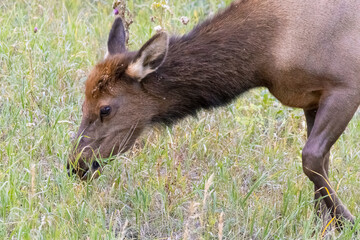 ELk Herd