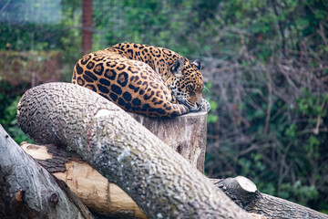 Beautiful leopard sleeping.