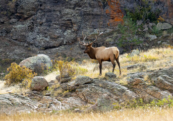 ELk Herd