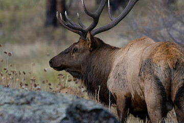 ELk Herd