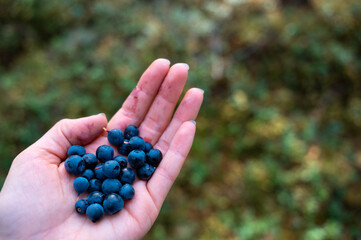 Handful of blueberries, Finland
