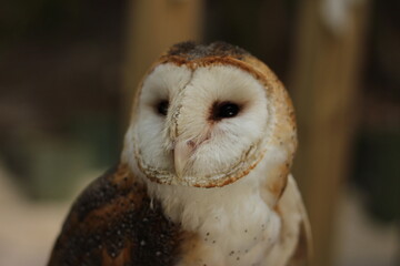 Barn Owl Portrait