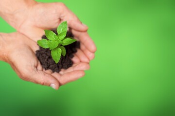 Hand of person planting a green plant