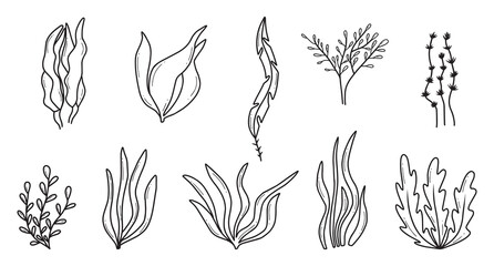 Algae set. Hand drawn collection of colored algae. Sea plants.Vector illustration. Doodle style. © Евгения Крупель