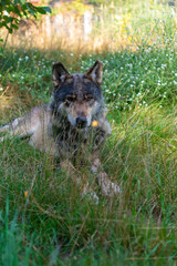 wolf in the zoo wrocław