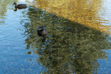 duck swimming in the water