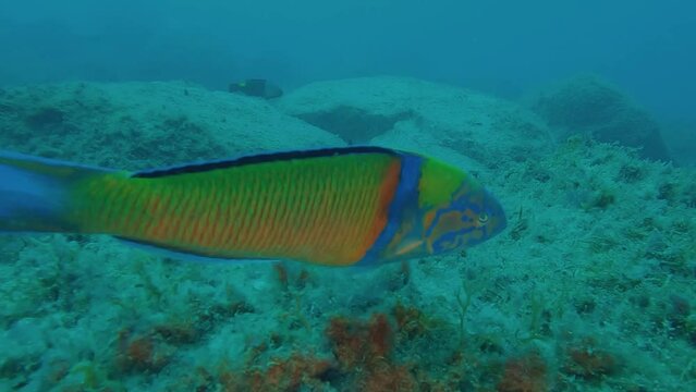 Slow Motion video of a Thalassoma pavo, Fredi, Donzella pavonina or Ornate wrasse defending its home in Tenerife coast at Canary Islands in Spain