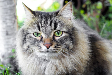 Close-up portrait of funny siberian domestic cat. 