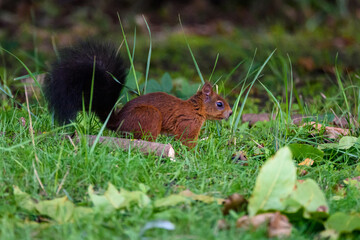 Eichhörnchen