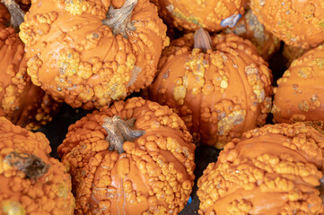 Close up shot of knucklehead pumpkins
