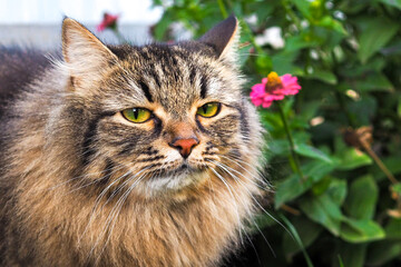 Naklejka na ściany i meble Close-up portrait of funny siberian domestic cat. 