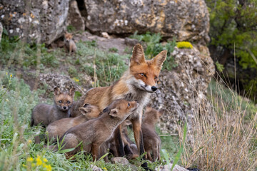 Naklejka na ściany i meble Red fox Vulpes vulpes in the wild standing on the slope fox with cub