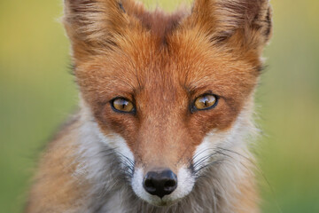 Obraz premium Portrait red fox Vulpes vulpes on a beautiful background