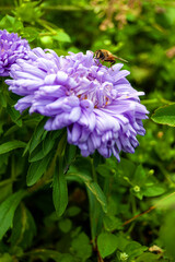 A yellow fly sits on an Astra with lilac petals and green leaves.