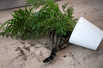 The cat overturned a pot with a flower on the floor.