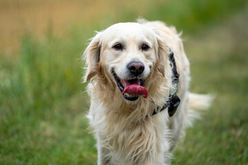 golden retriever running