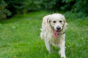 golden retriever running