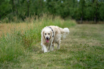 golden retriever running