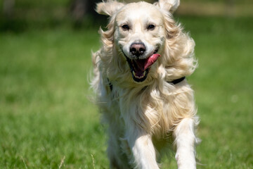 golden retriever running