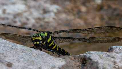 Libelle in groß