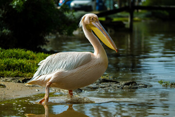 Great white pelican at berg river estuary Velddrif