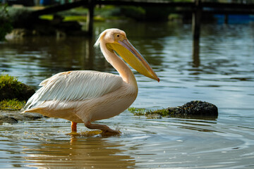Great white pelican at berg river estuary Velddrif