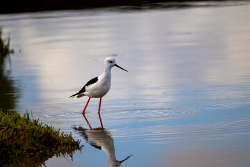 Black-wing Stilt wading in the Estuary