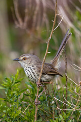 Karoo Prinia posing on shrubs