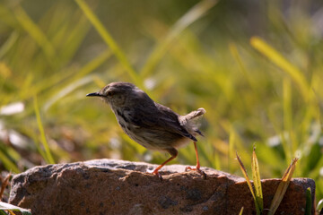 Fledgling Karoo Prinia posing on rock