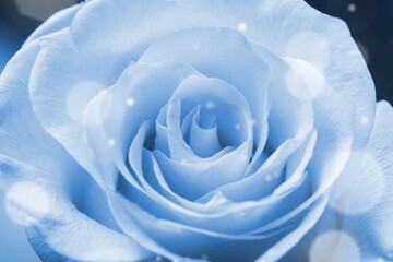 Beautiful magic blue rose on background.