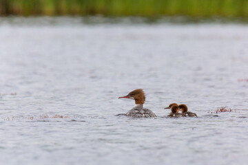 Female Common merganser with chicks