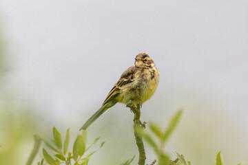A young wagtail sits on an old tree