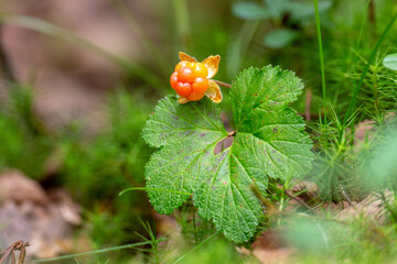 berry cloudberry in autumn day