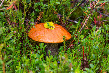 Boletus Mushroom in autumn forest close-up