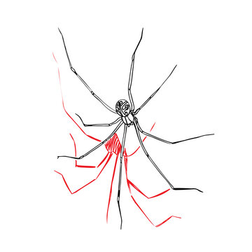 Spider Papa long legs. Scary spider for Halloween. Doodle on a white background. Phalangeal opiliones or Harvestmen