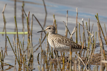 Wood sandpiper on a sandy shore near the water