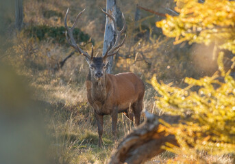 A large deer (Cervus elaphus) comes out of the woods at sunset in a typical autumnal alpine environment - animal theme - beautiful animal - Italian alps