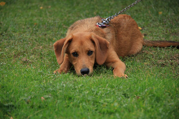 a brown puppy tied to a chain